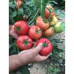 Семена томата розового Селла F1 (1000 семян), Libra Seeds (Erste Zaden), полудетерминантный Семена томата розового Селла F1 (1000 семян), Libra Seeds (Erste Zaden), полудетерминантный